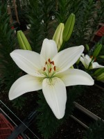 [5128 Pagani VZ No02.JPG]